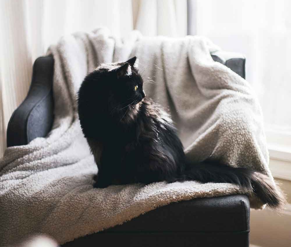 cat v3